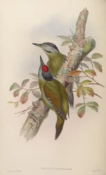 Picus canus tancolo